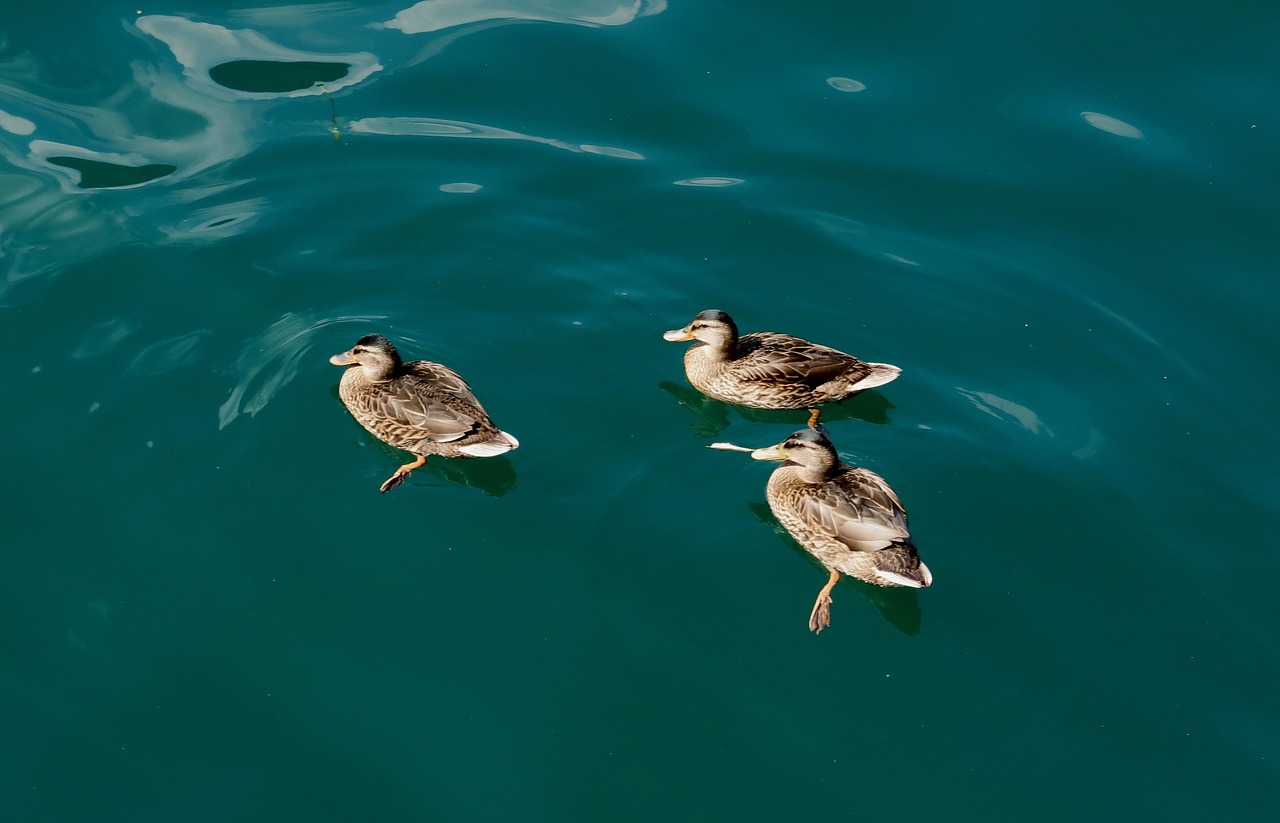 ducks  waterfowl  water bird free photo