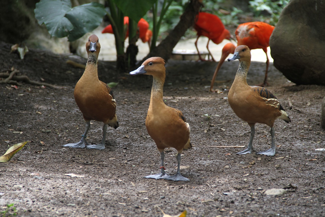 ducks  group  animals free photo