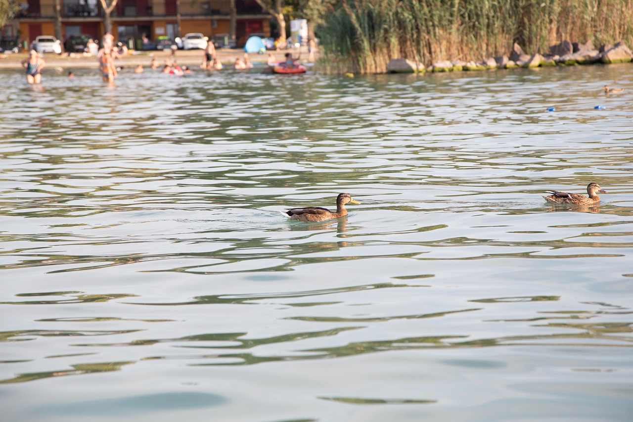 ducks  swimming ducks  lake free photo