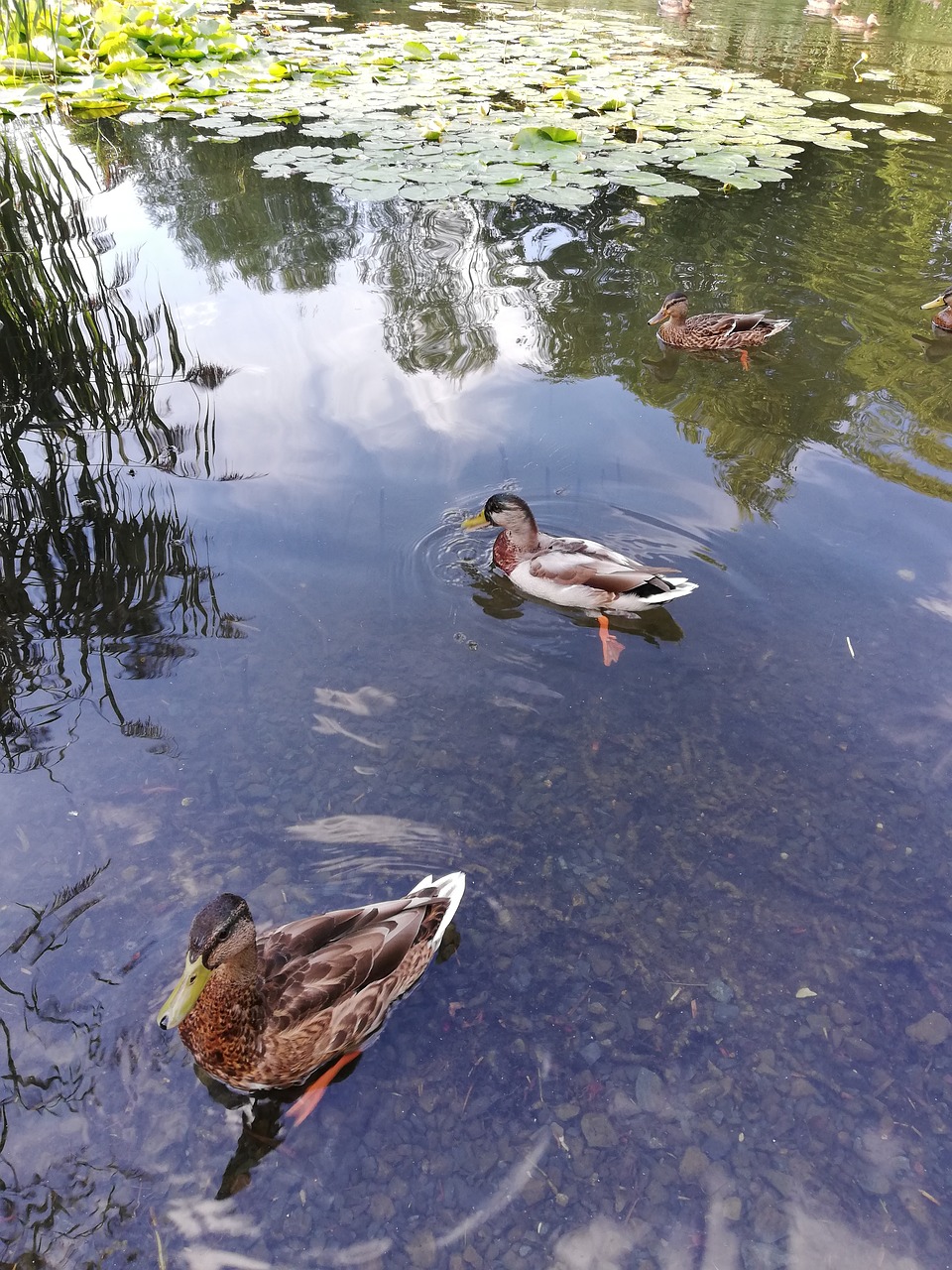 ducks  pond  lake free photo