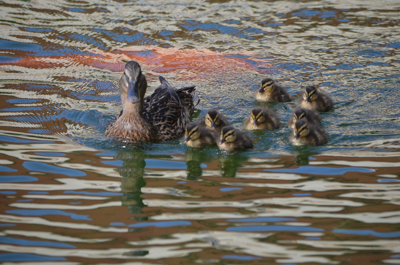 ducks  water  plants free photo