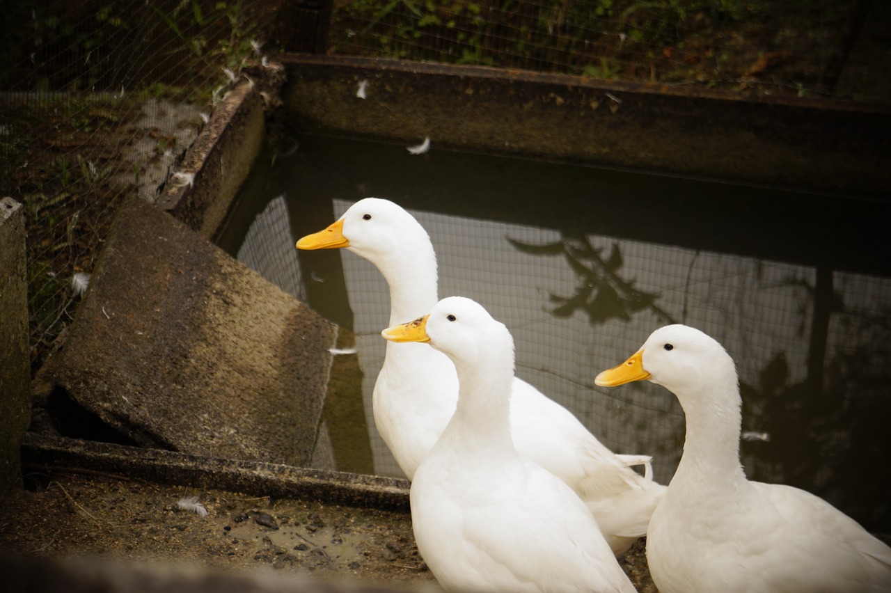 ducks  farm  duck free photo