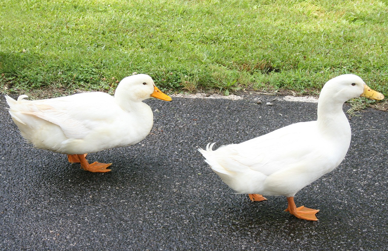 ducks walking farm free photo