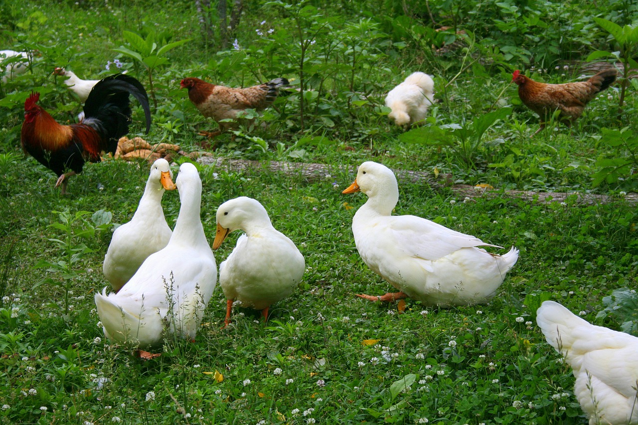 ducks chickens birds free photo