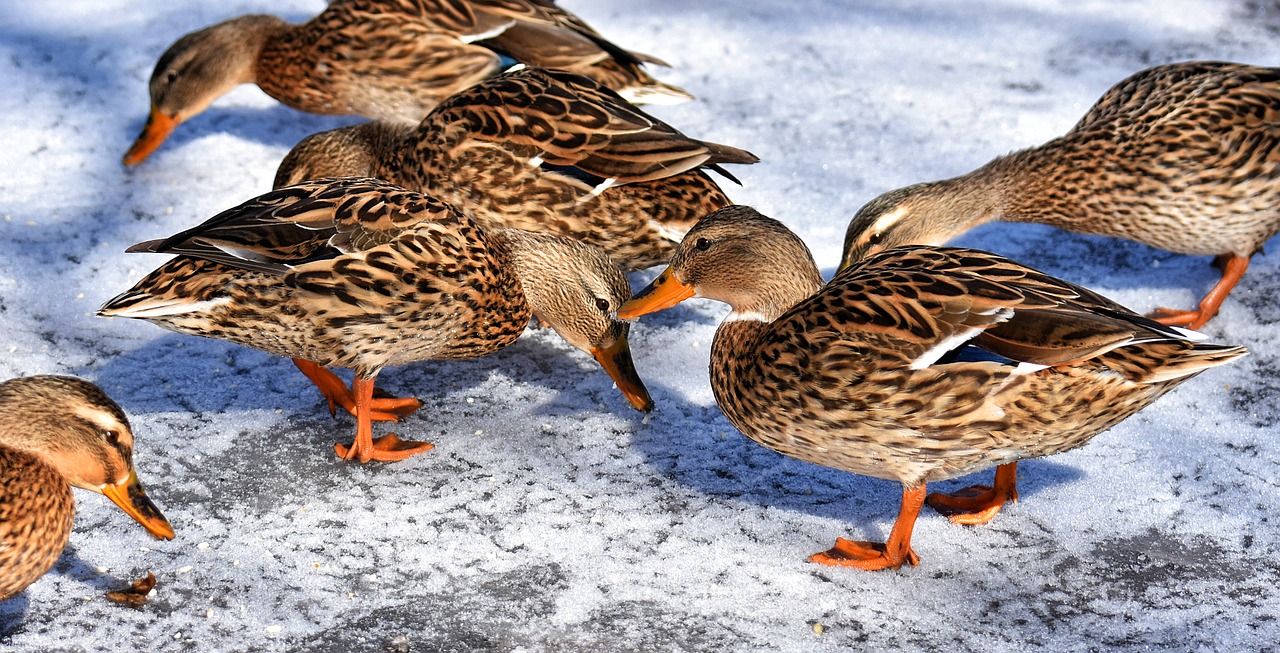 ducks  mallards  snow free photo