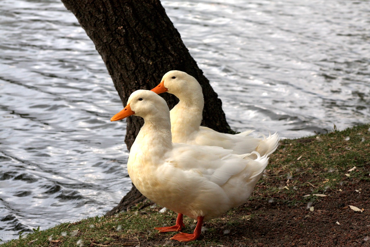 ducks  animals  lake free photo