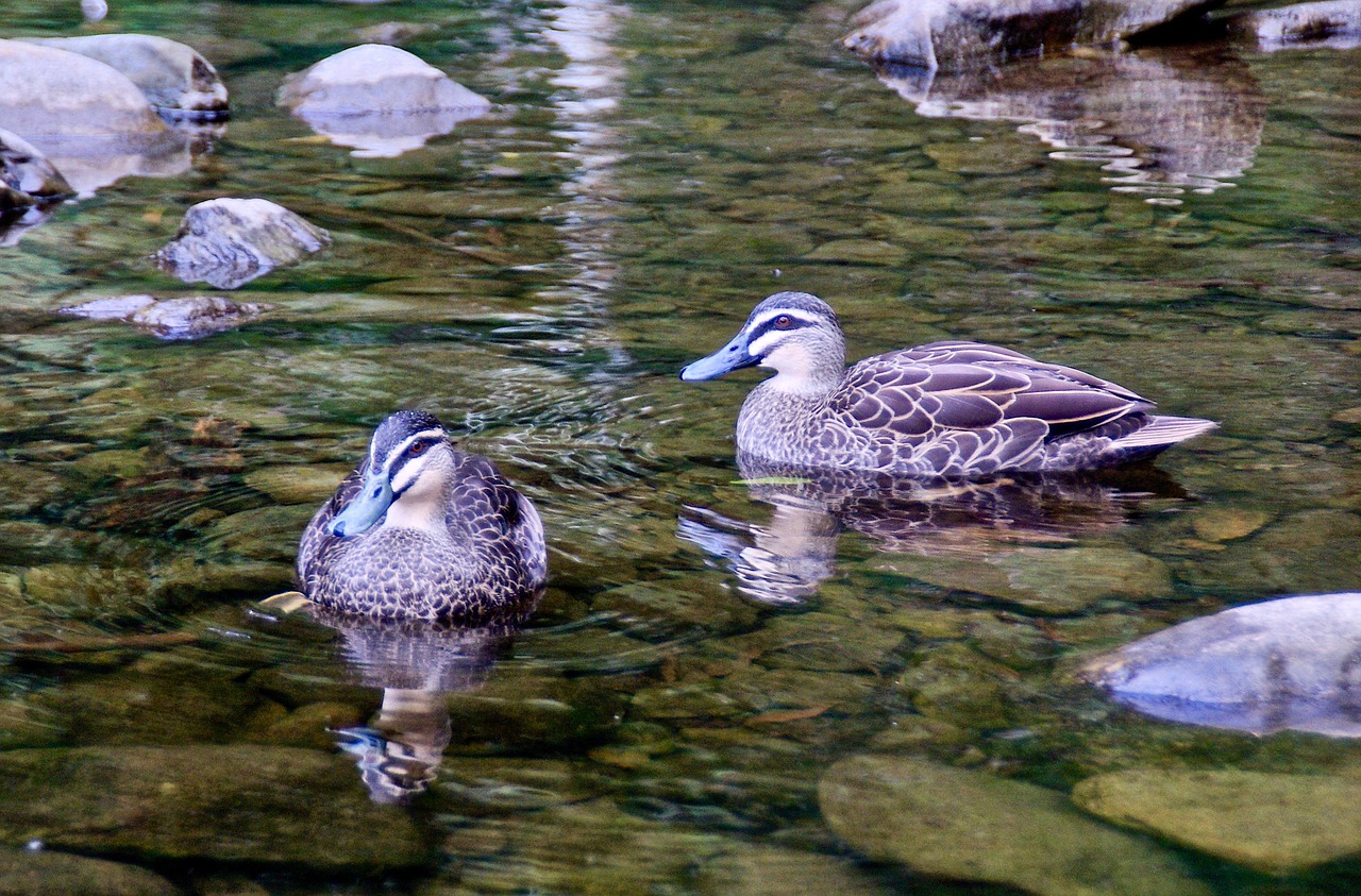 ducks  wild  pair free photo