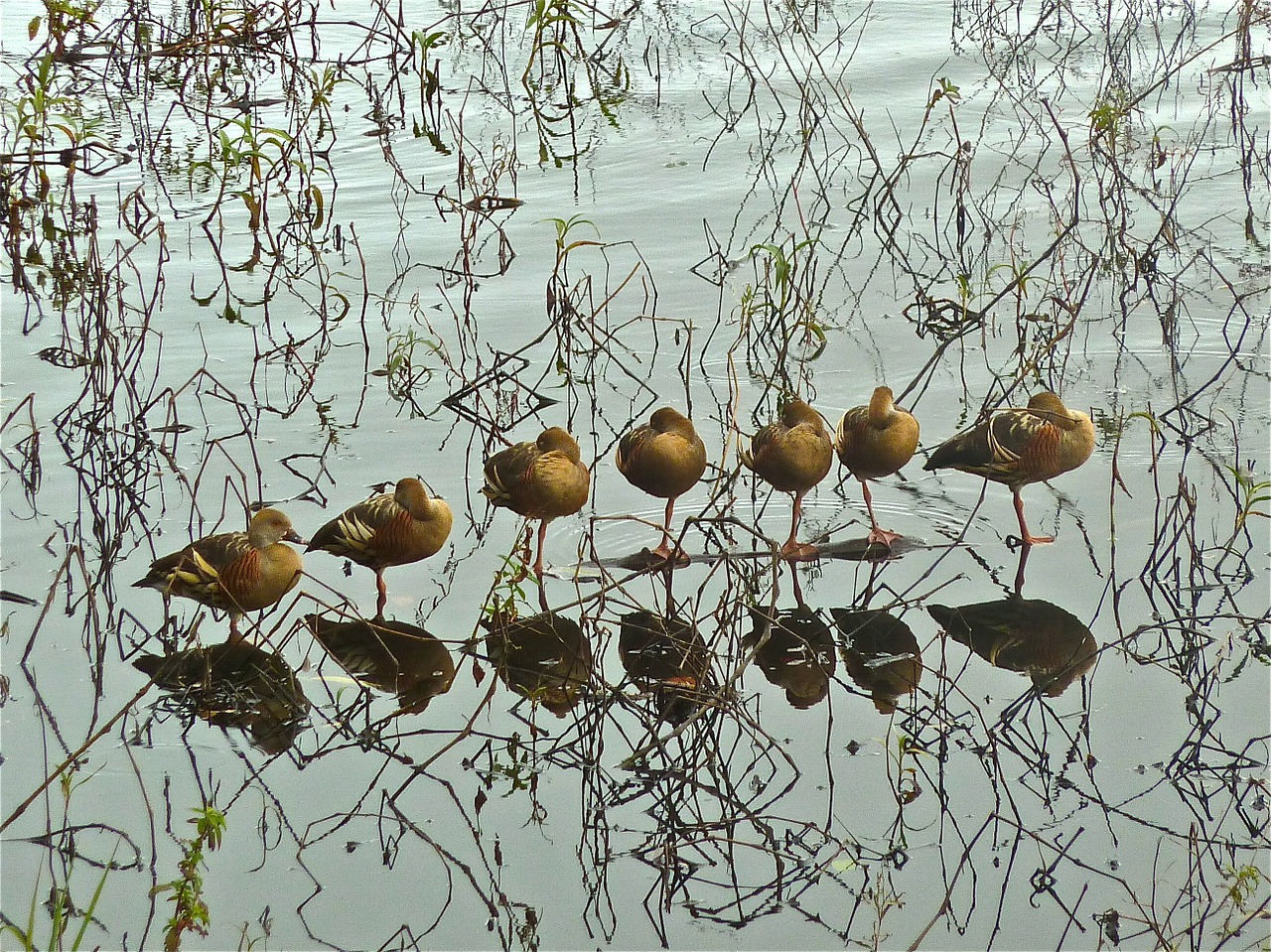 ducks birds line free photo