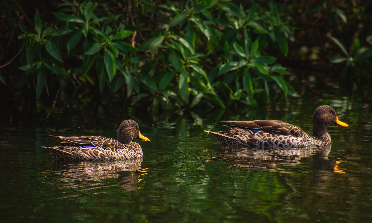 ducks  water  bird free photo