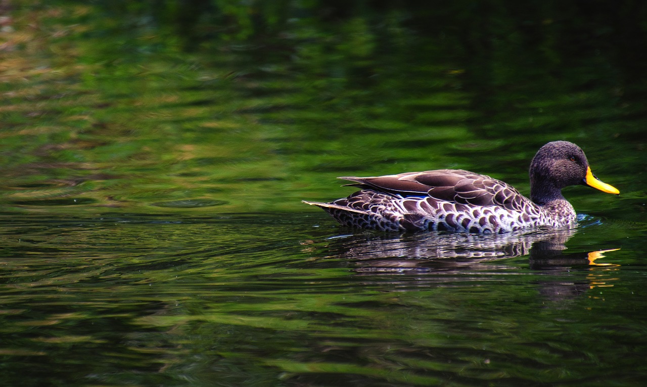 ducks  water  bird free photo