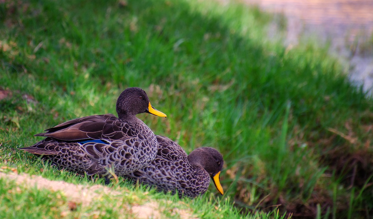 ducks  water  bird free photo