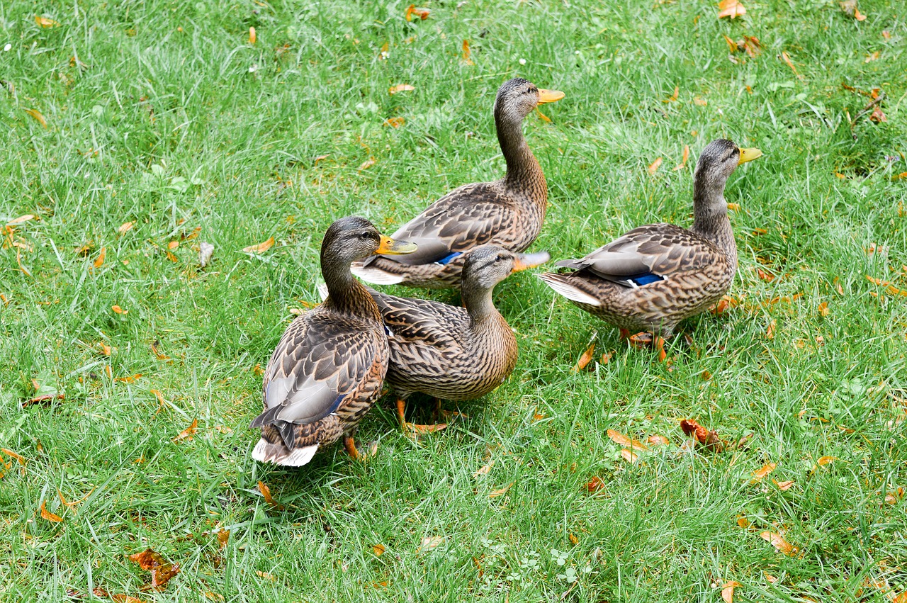 ducks  green grass  grass free photo