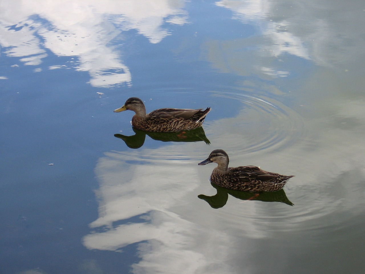 ducks birds water free photo