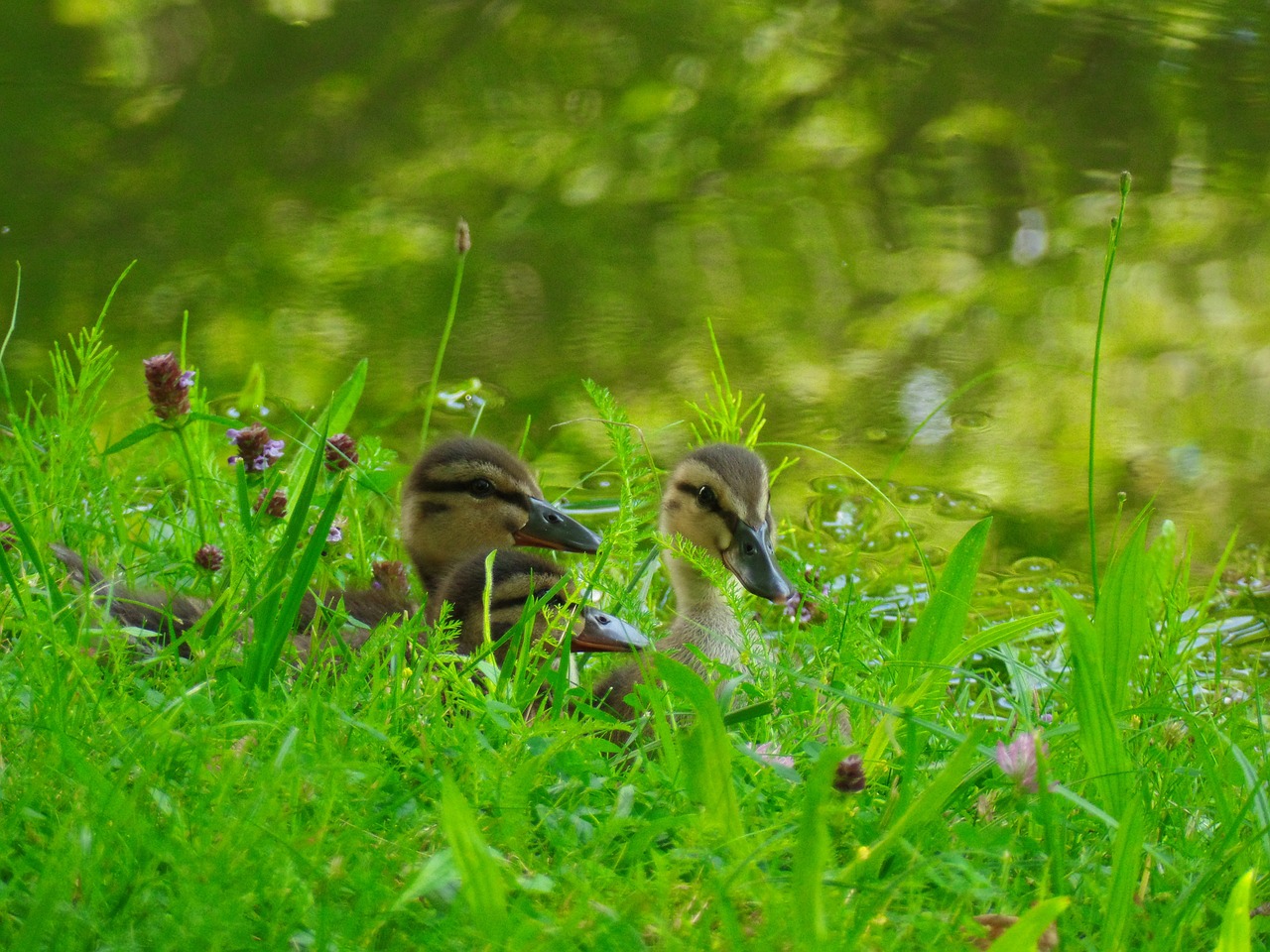 ducks chicks water bird free photo