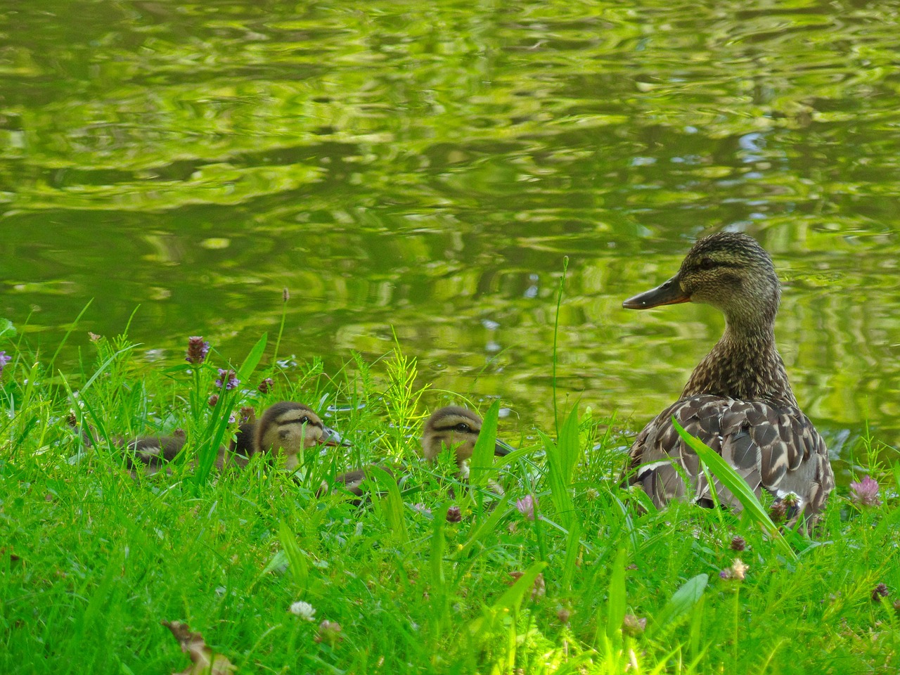 ducks chicks water bird free photo