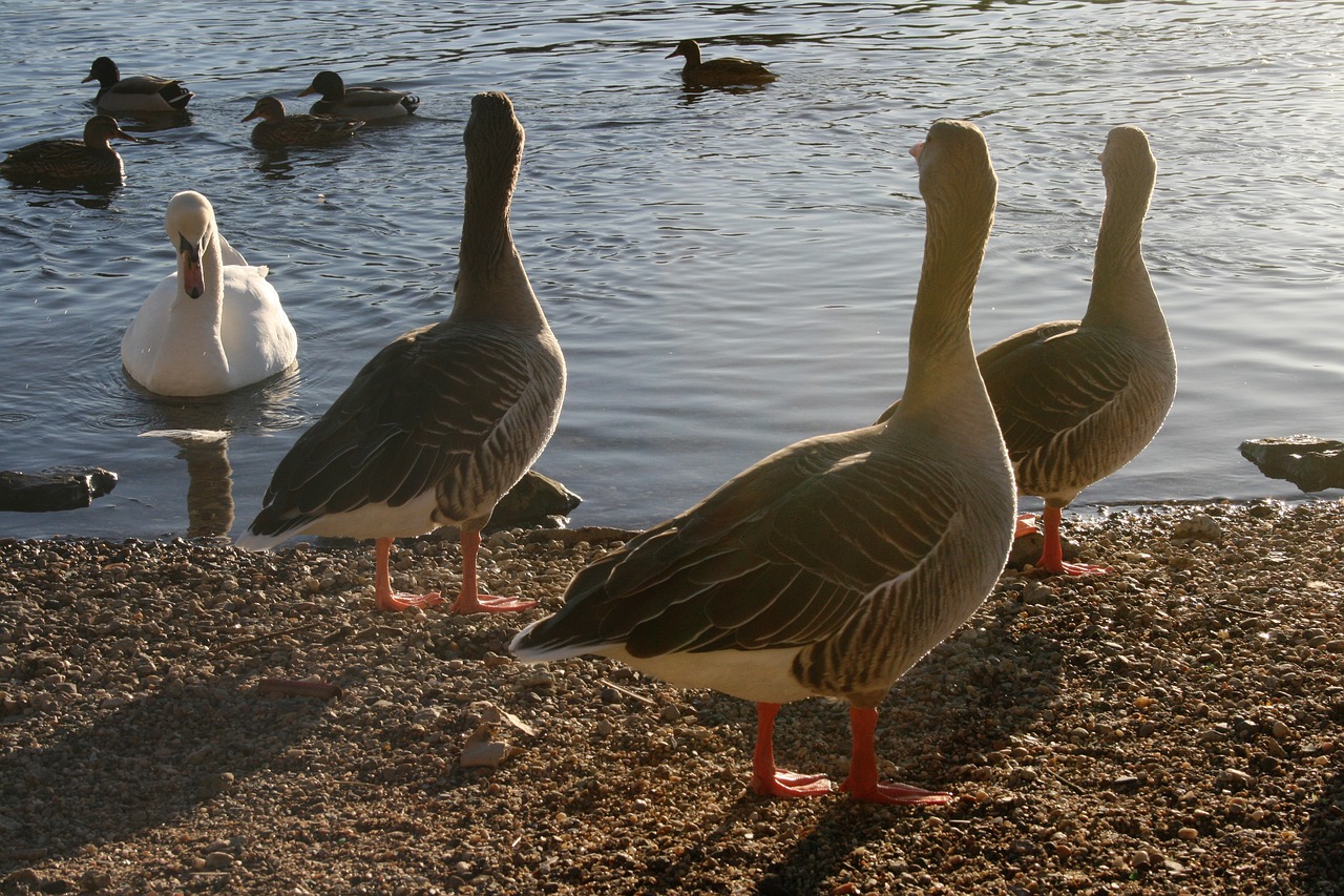 ducks  swan  opponents free photo
