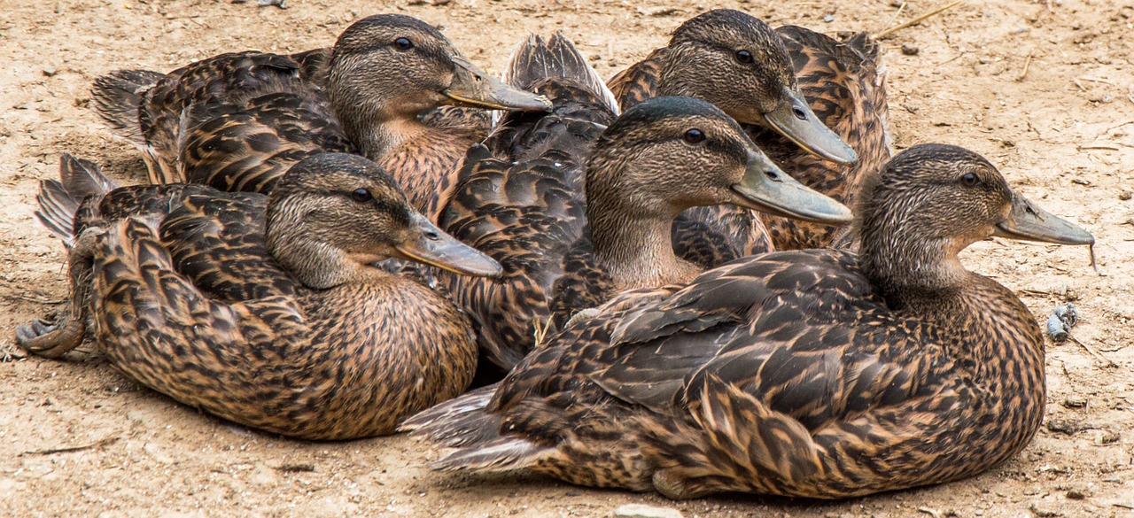 ducks group animals free photo