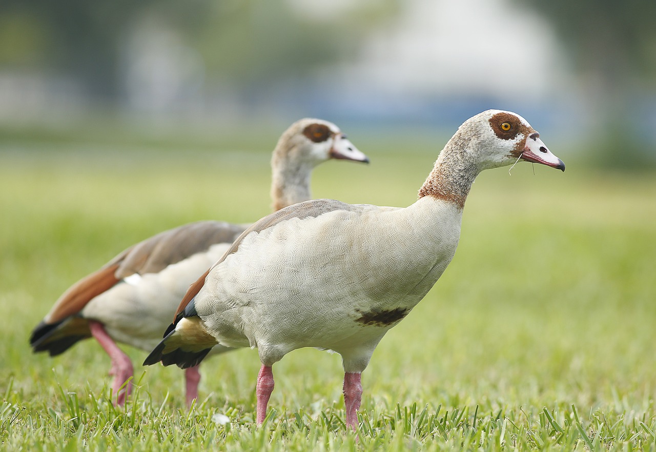 ducks  wildlife  bird free photo