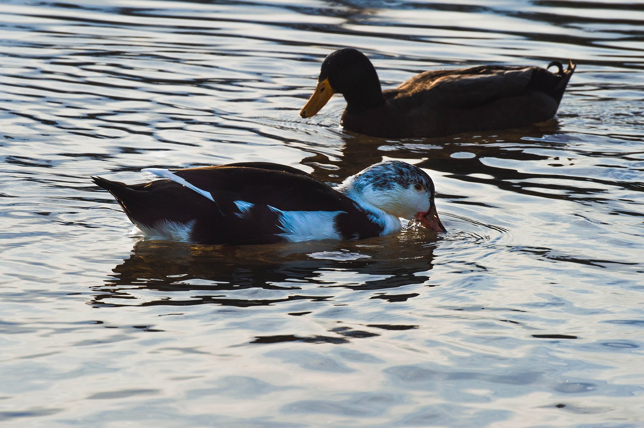 ducks  wildlife  fowl free photo