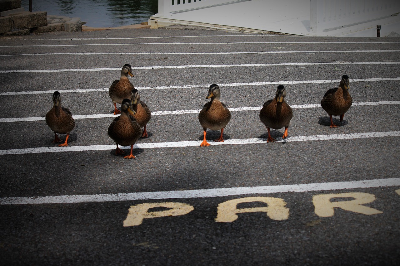 ducks  feathers  animal free photo