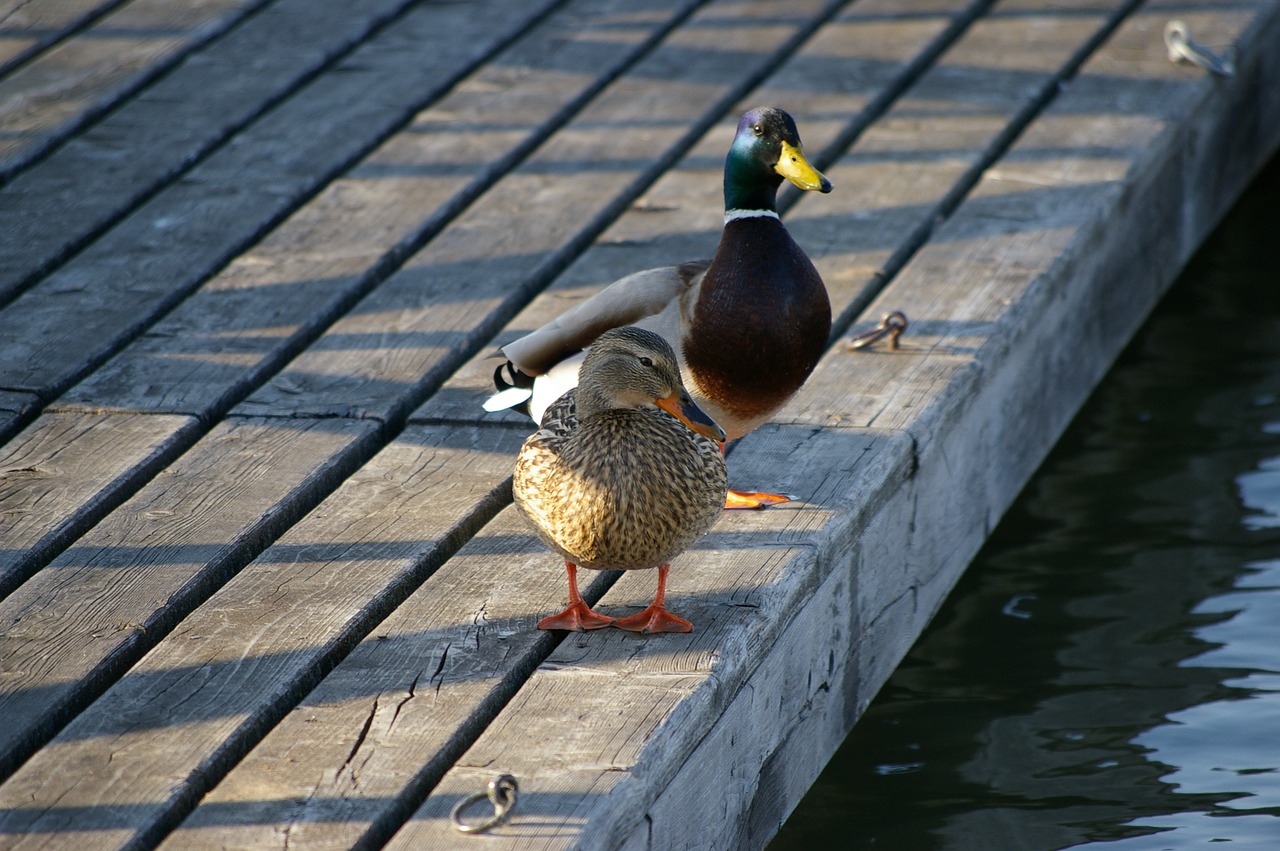 ducks  lake  water free photo