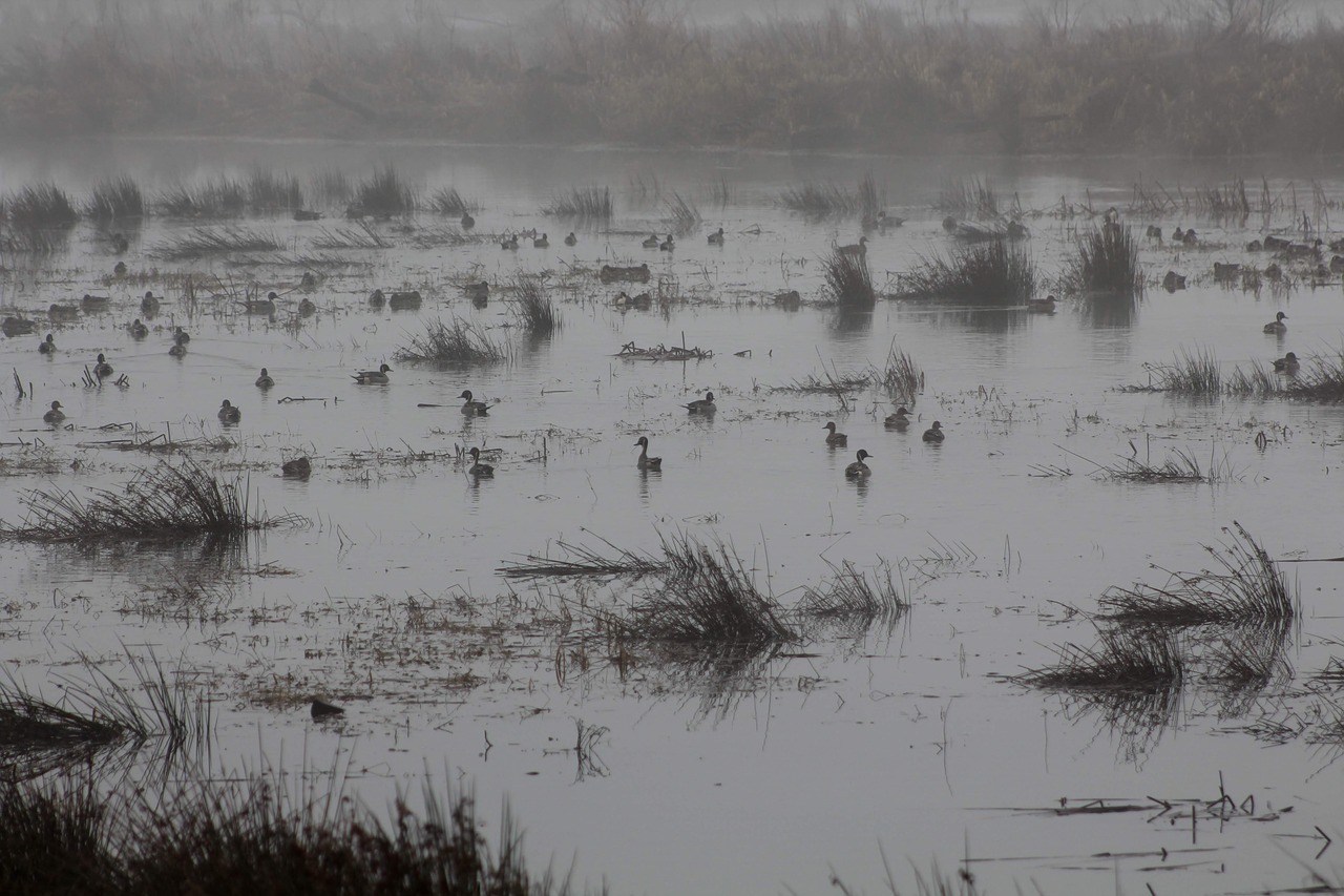 ducks  geese  fog free photo