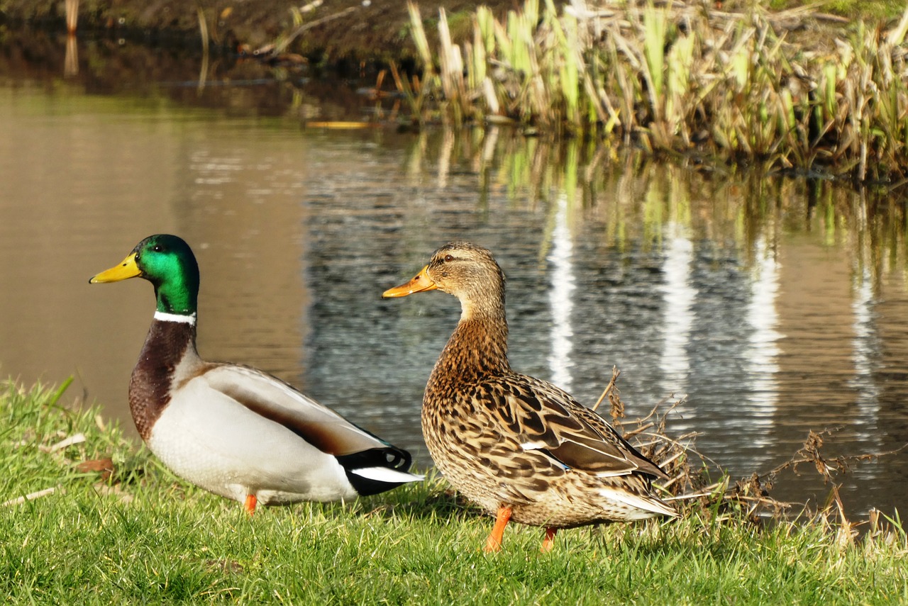 ducks  pair  totter free photo