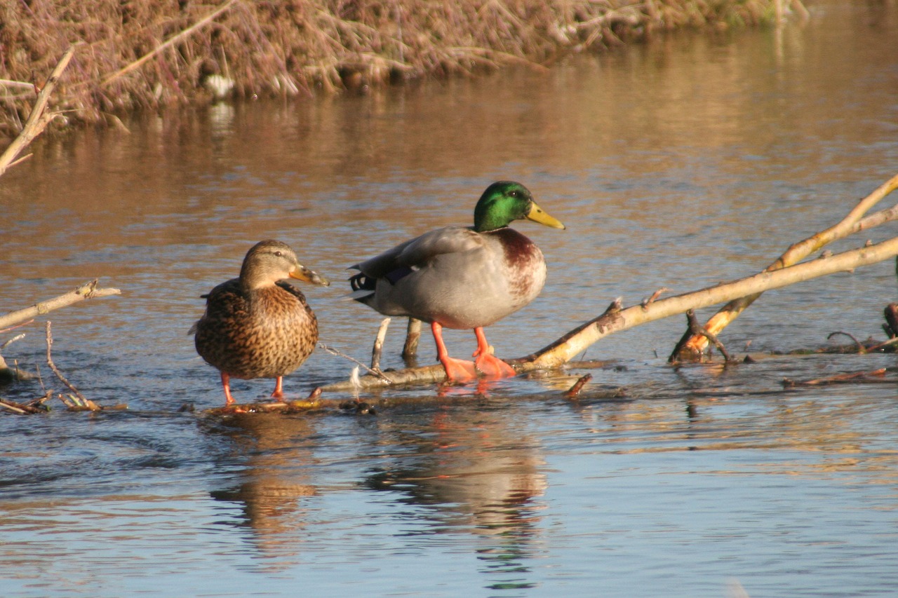 ducks  male  female free photo