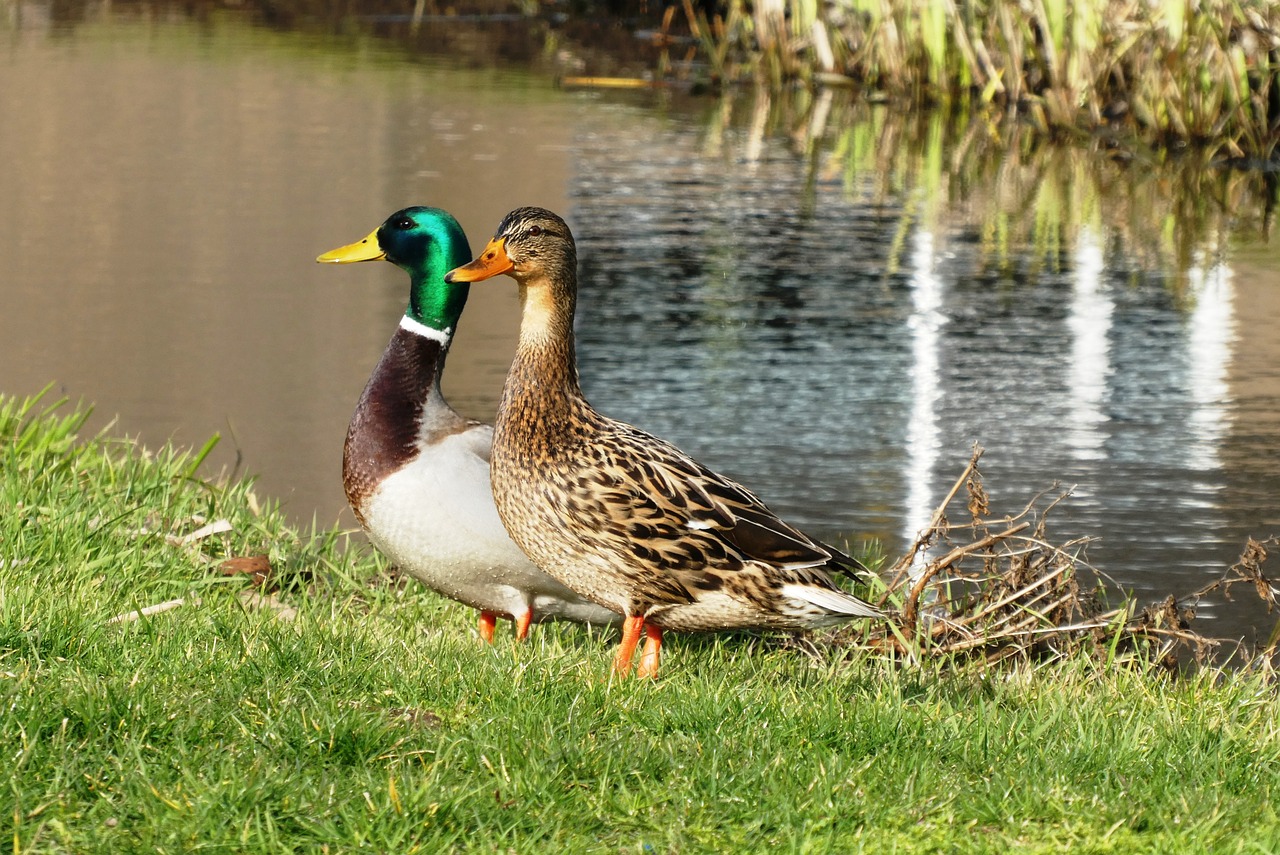 ducks  pair  ditch free photo