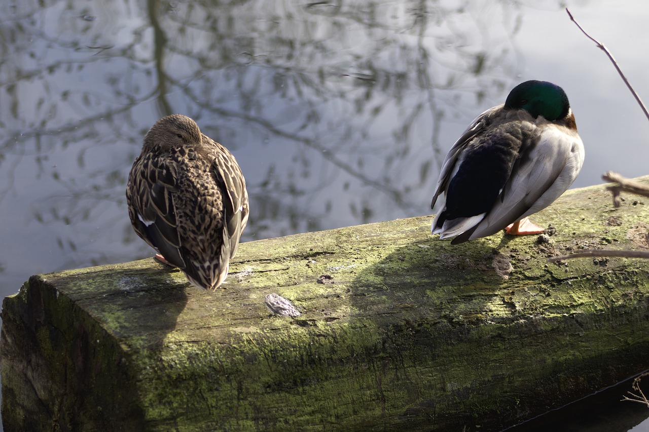 ducks  drake  duck couple free photo