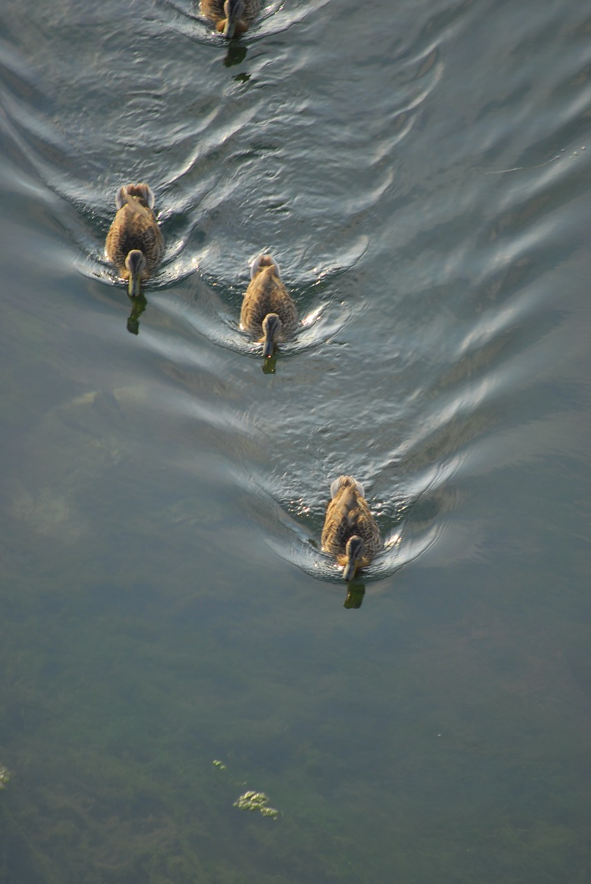 ducks water nature free photo