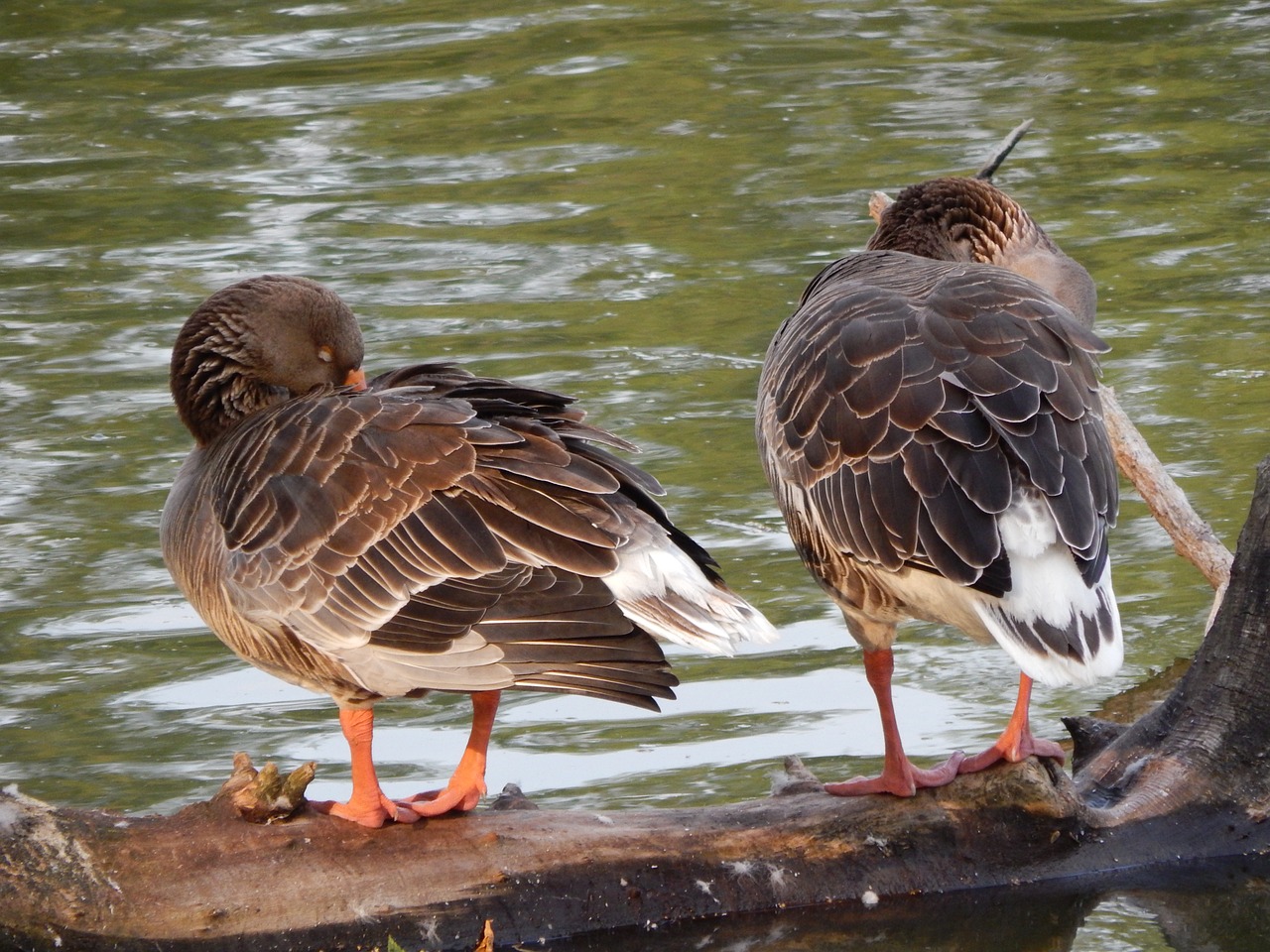 ducks geese wild birds free photo