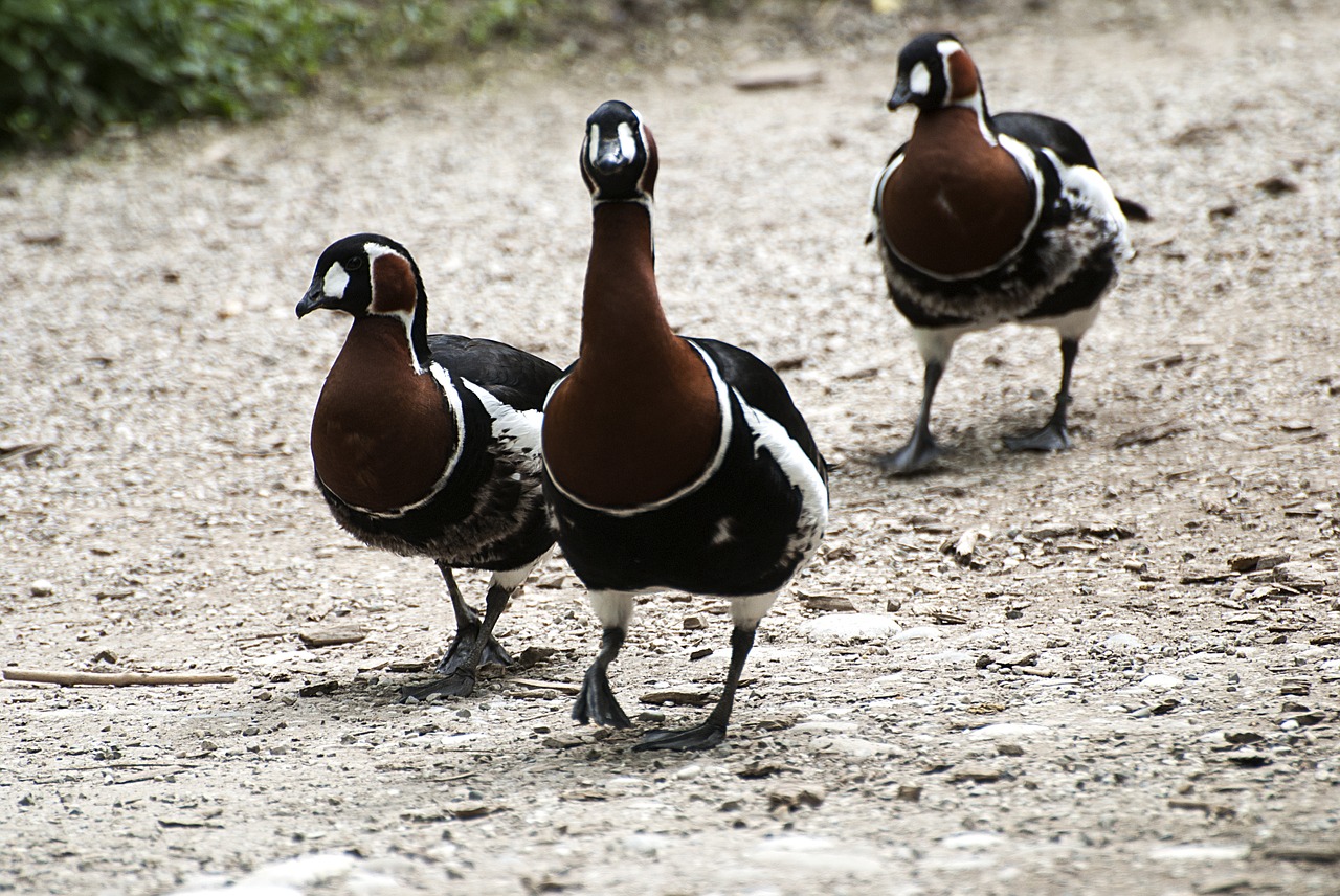 ducks  three  friends free photo