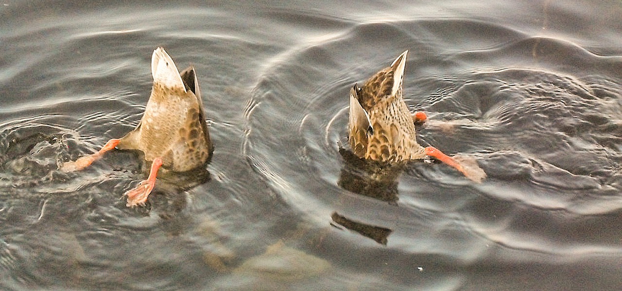 ducks rump waterfowl free photo
