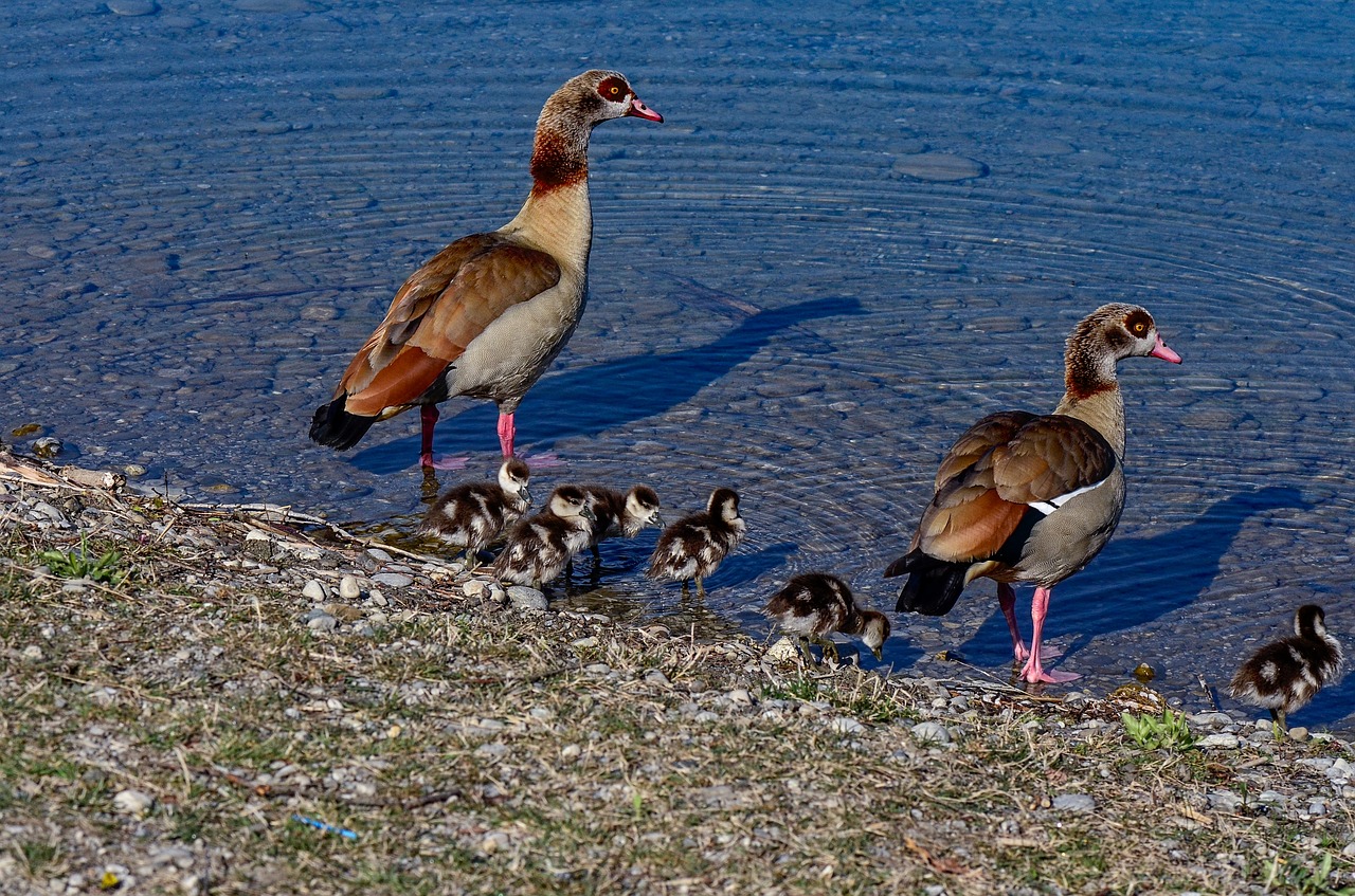 ducks  water  bird free photo