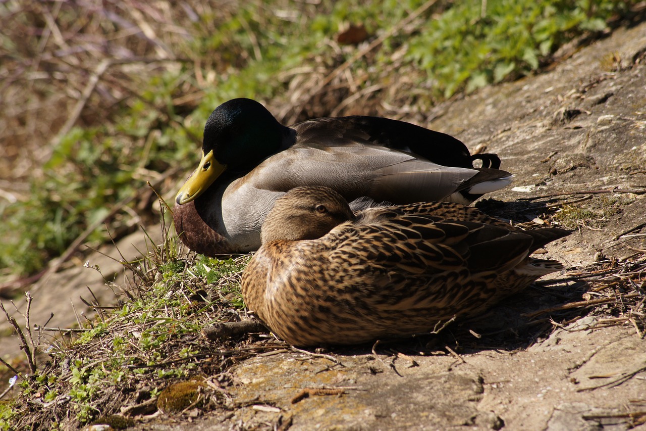 ducks  duck  bird free photo