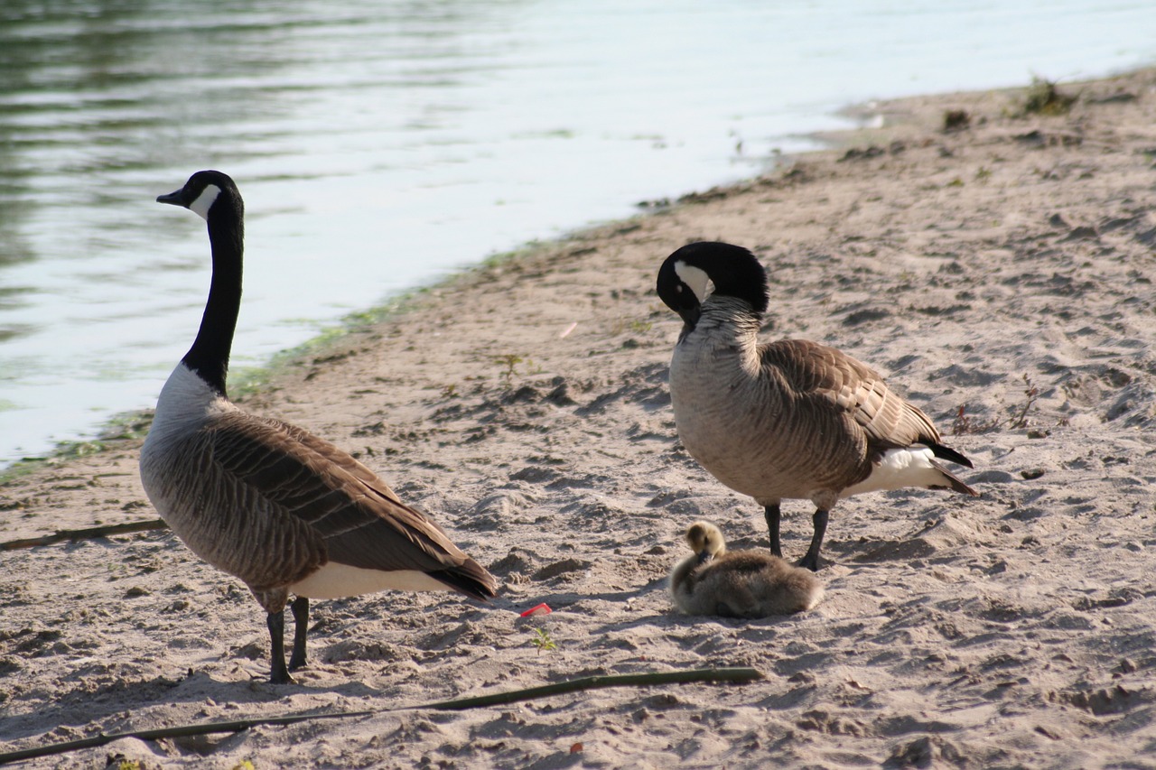 ducks lake bank free photo