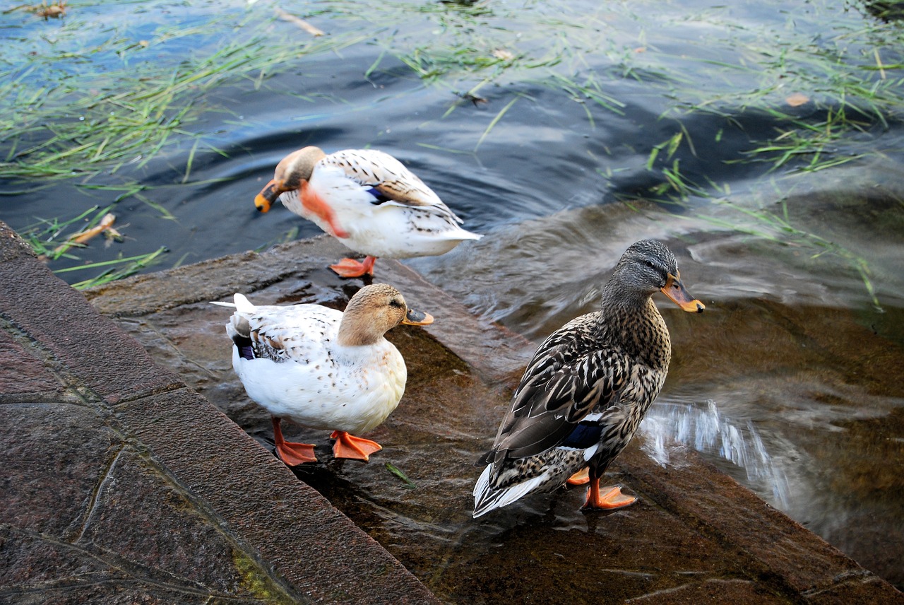 ducks  nature  animals free photo