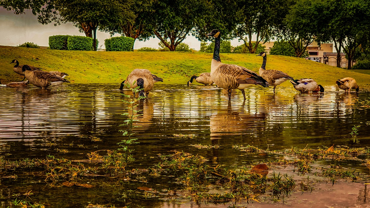 ducks  park  water free photo