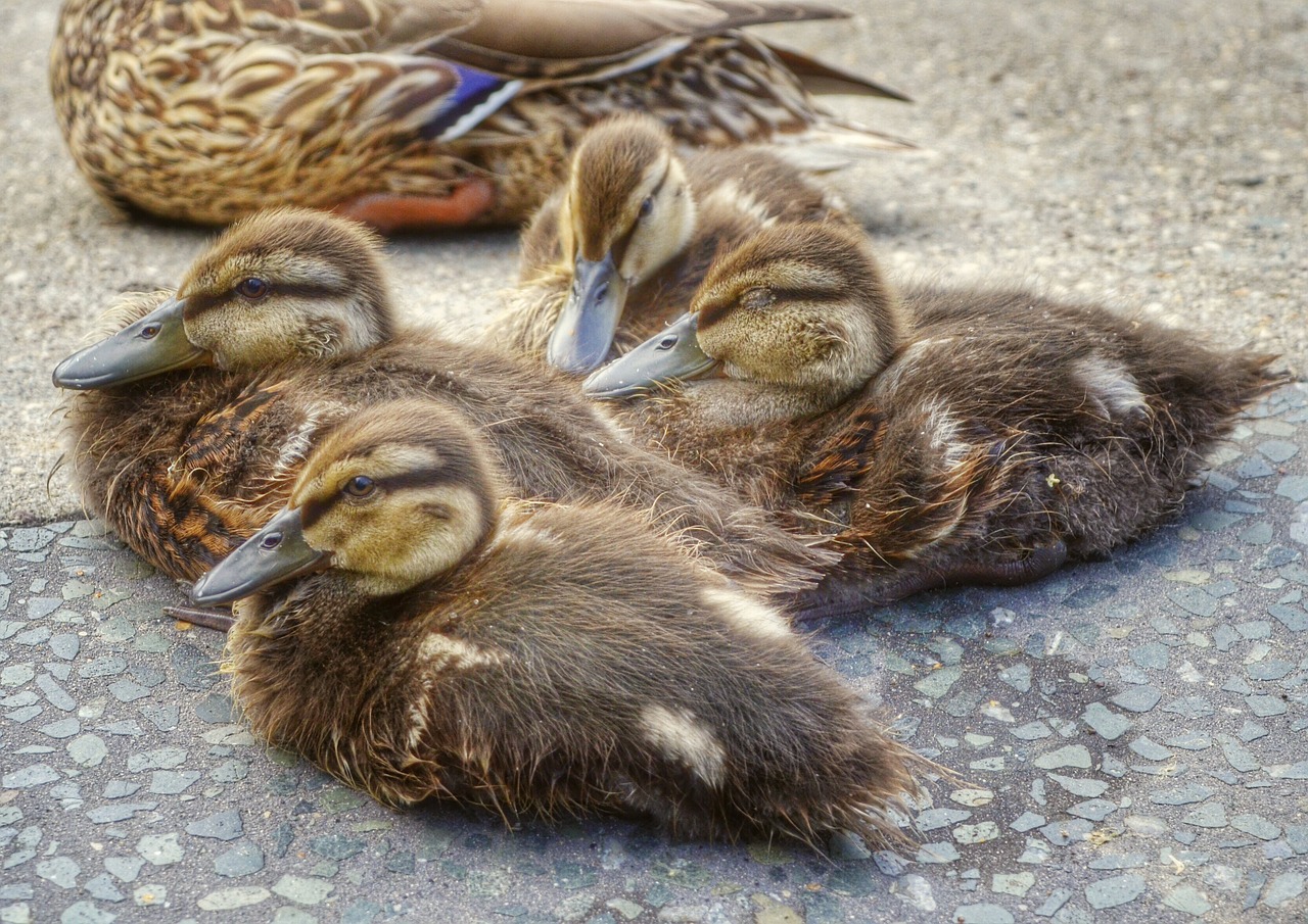 ducks bird water bird free photo