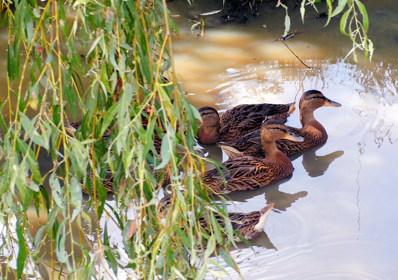 ducks water wild bird free photo