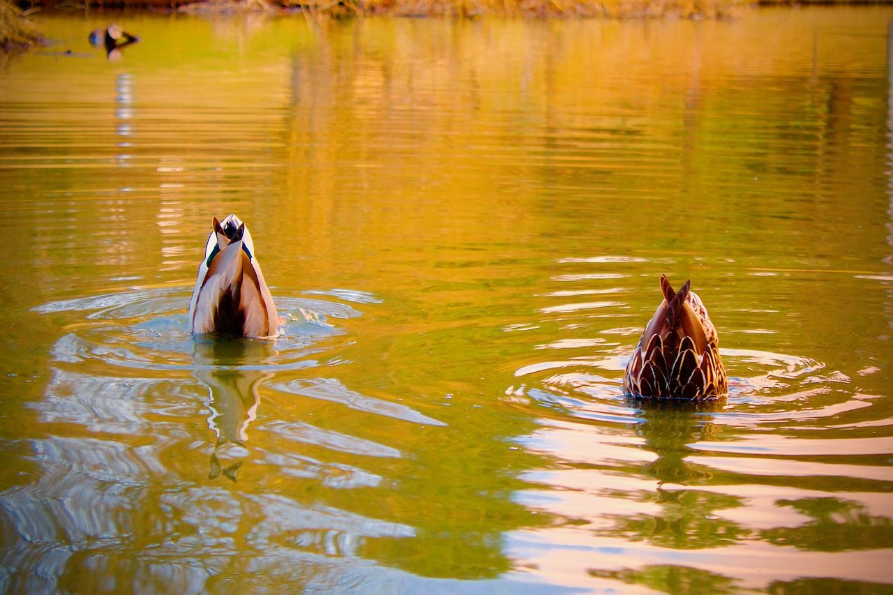 ducks  diving  pond free photo