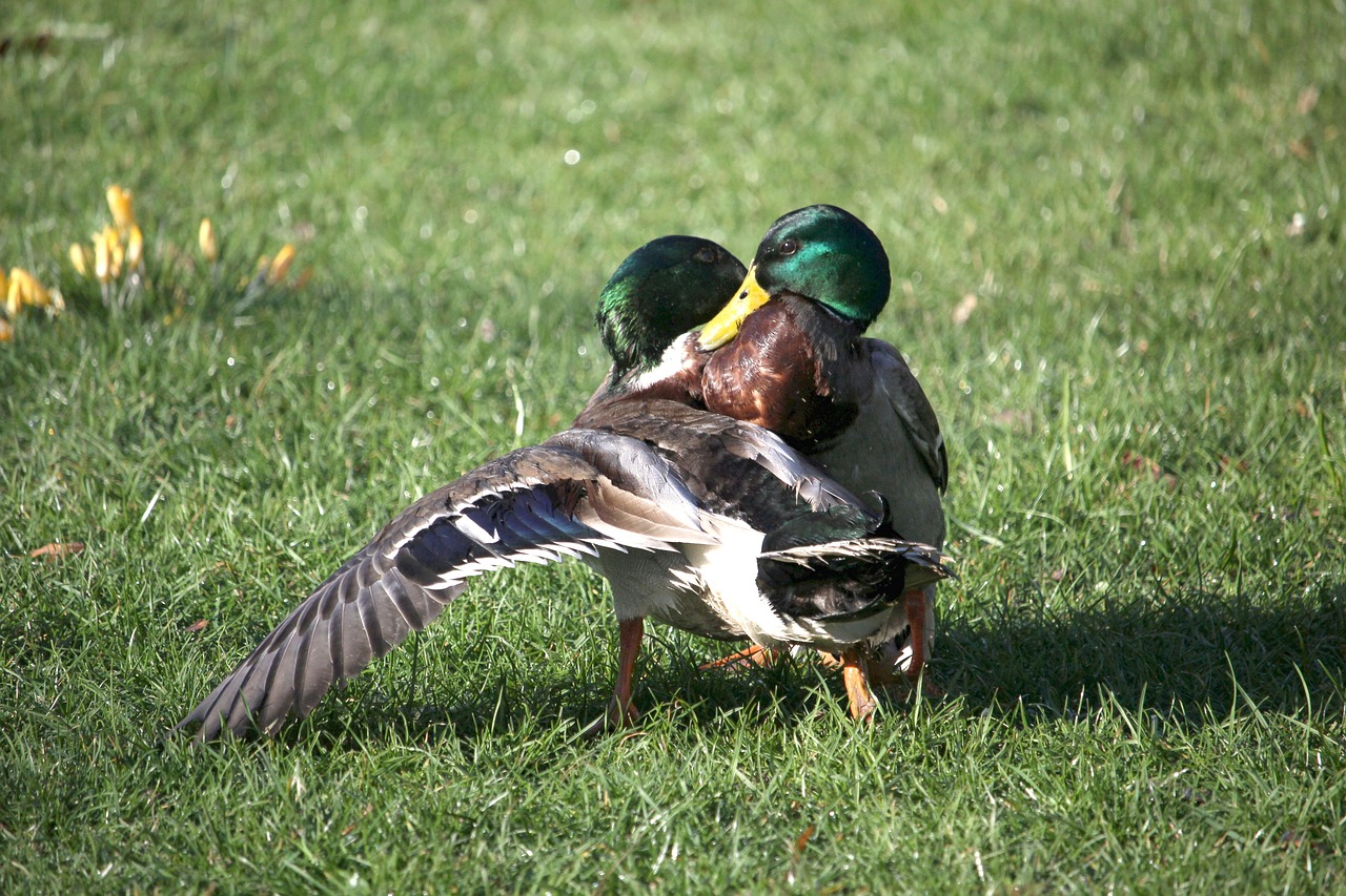 ducks  fight  argue free photo