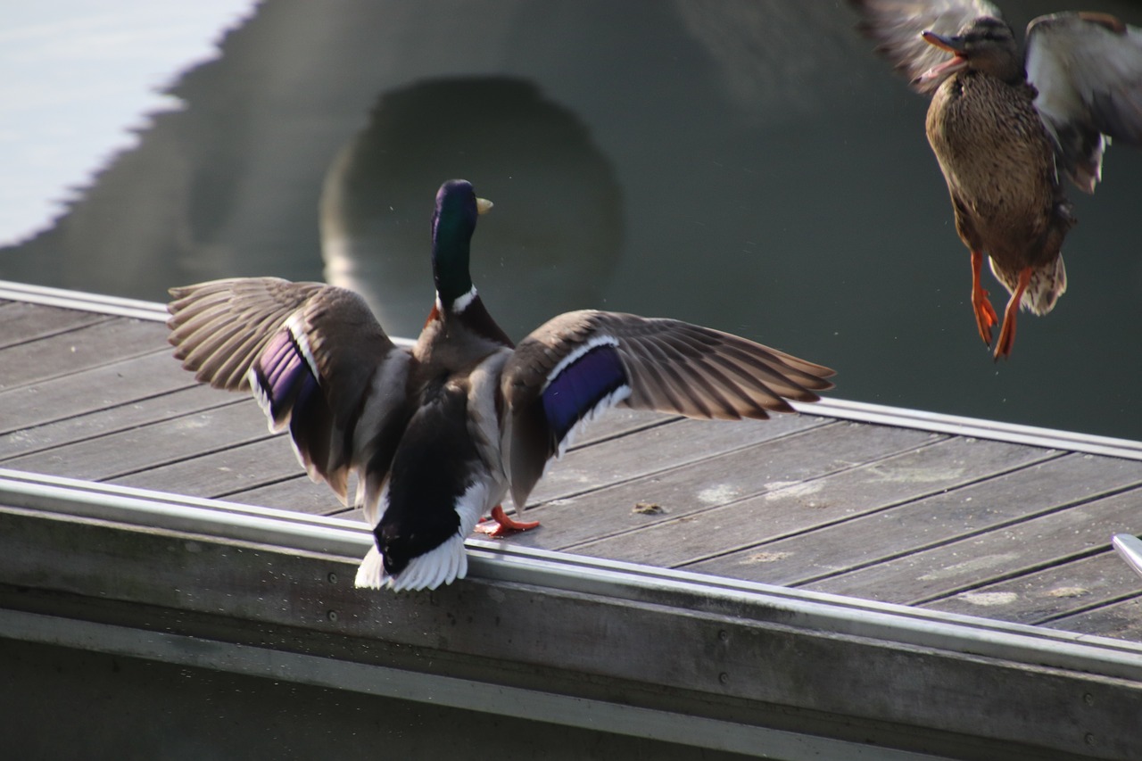 ducks  couple  flight free photo