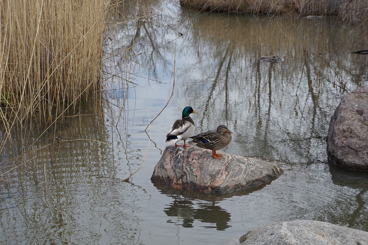 ducks  duck  detroit free photo