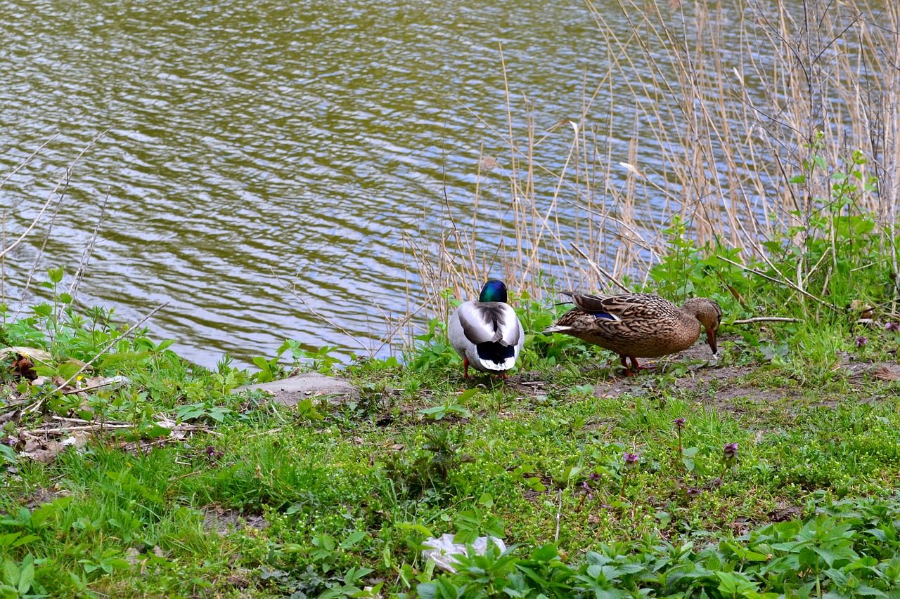 ducks  birds  nature free photo