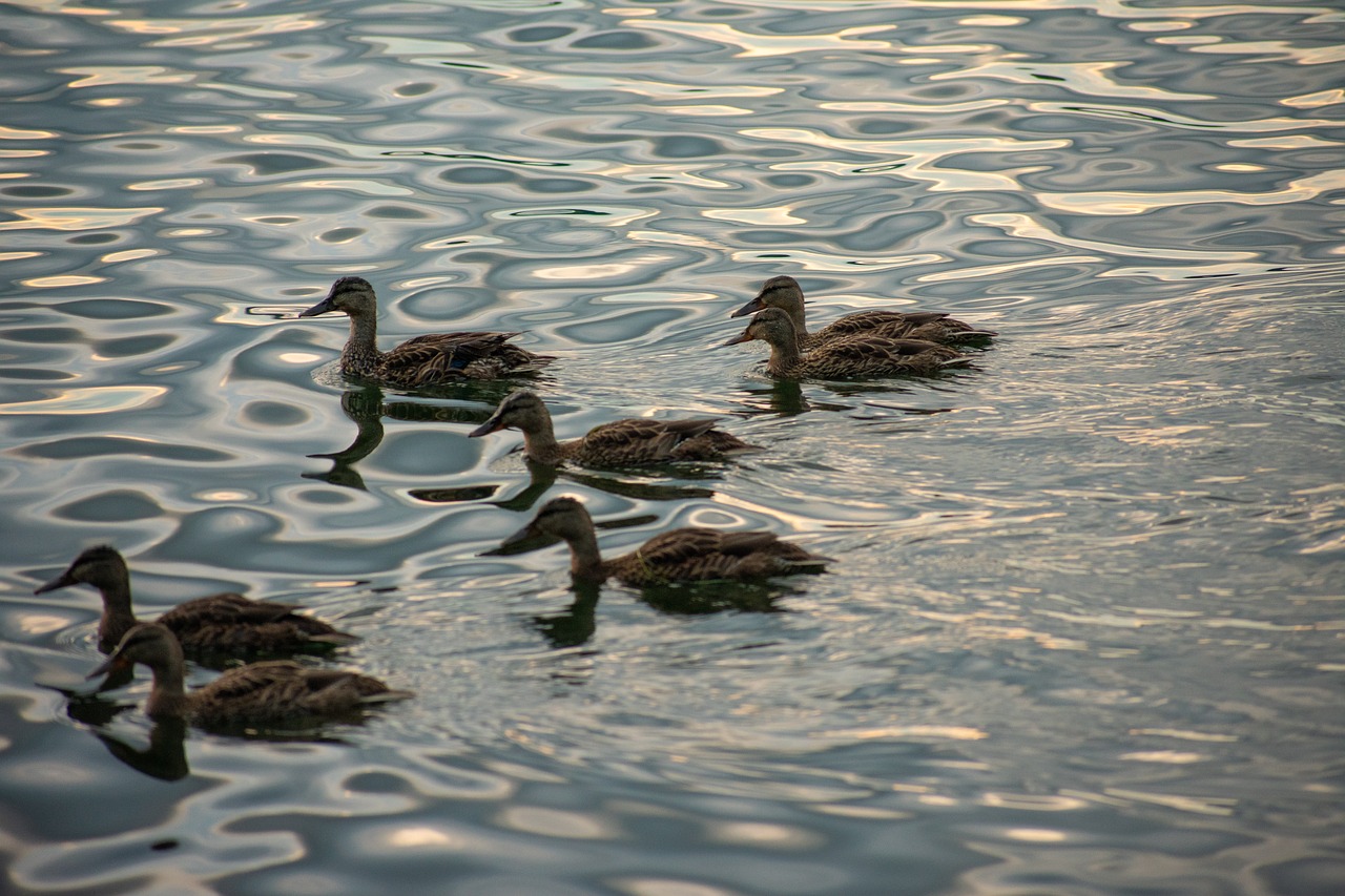 ducks  lake erie  erie free photo