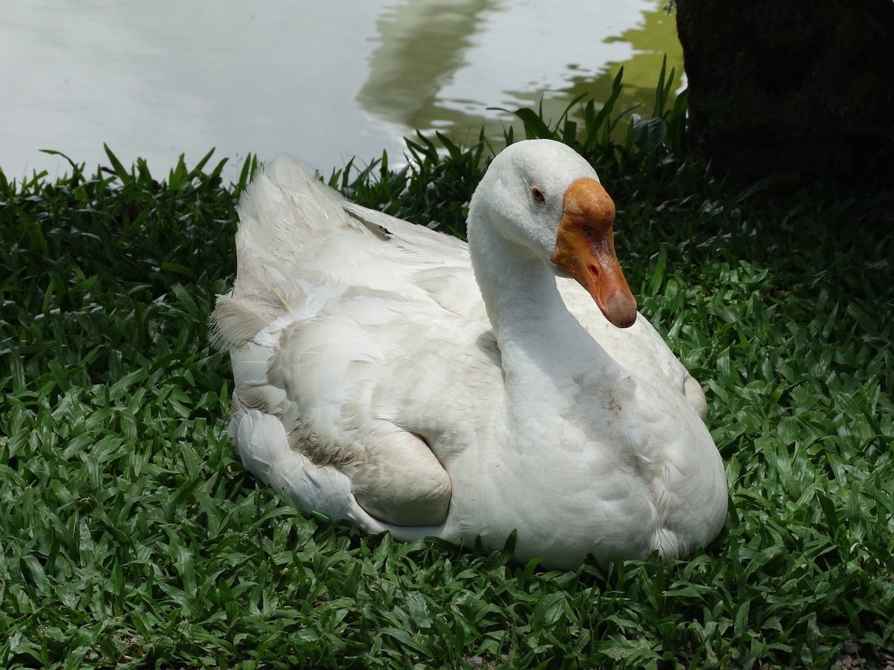 ducks  animals  nature free photo