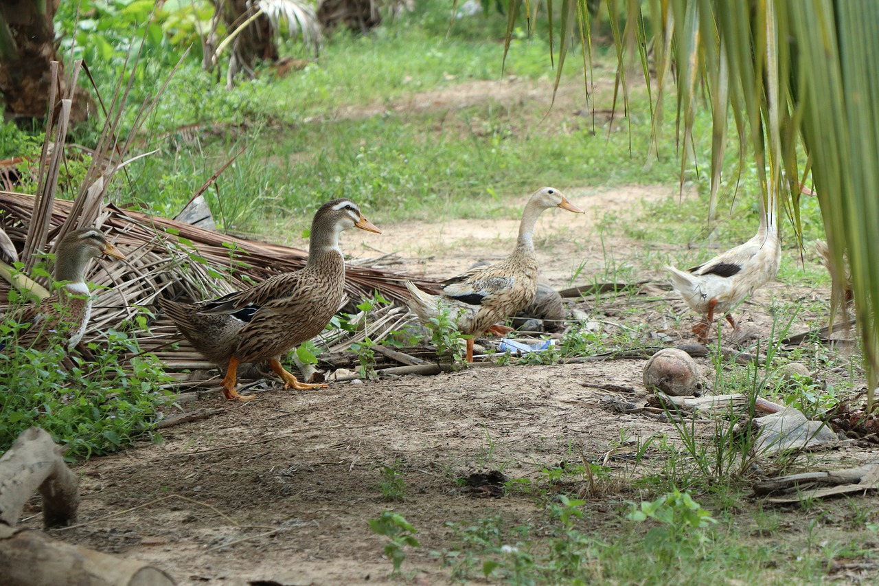 ducks  three  leaf free photo