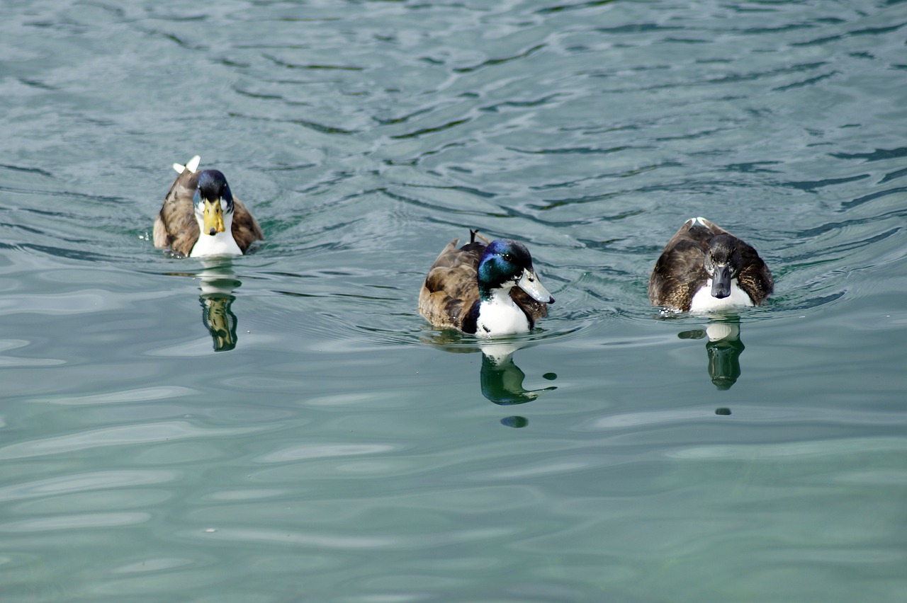 ducks  team  trio free photo